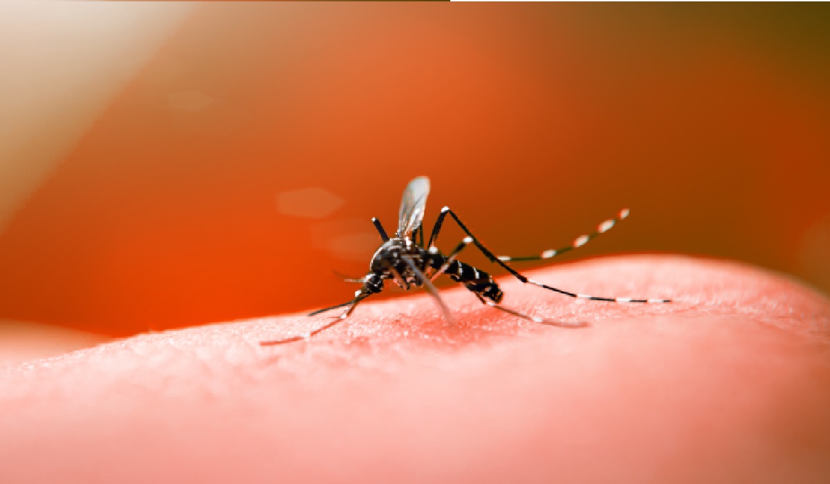 mosquitos-da-dengue-voltam-a-incomodar-moradores-do-jardim-esplanada