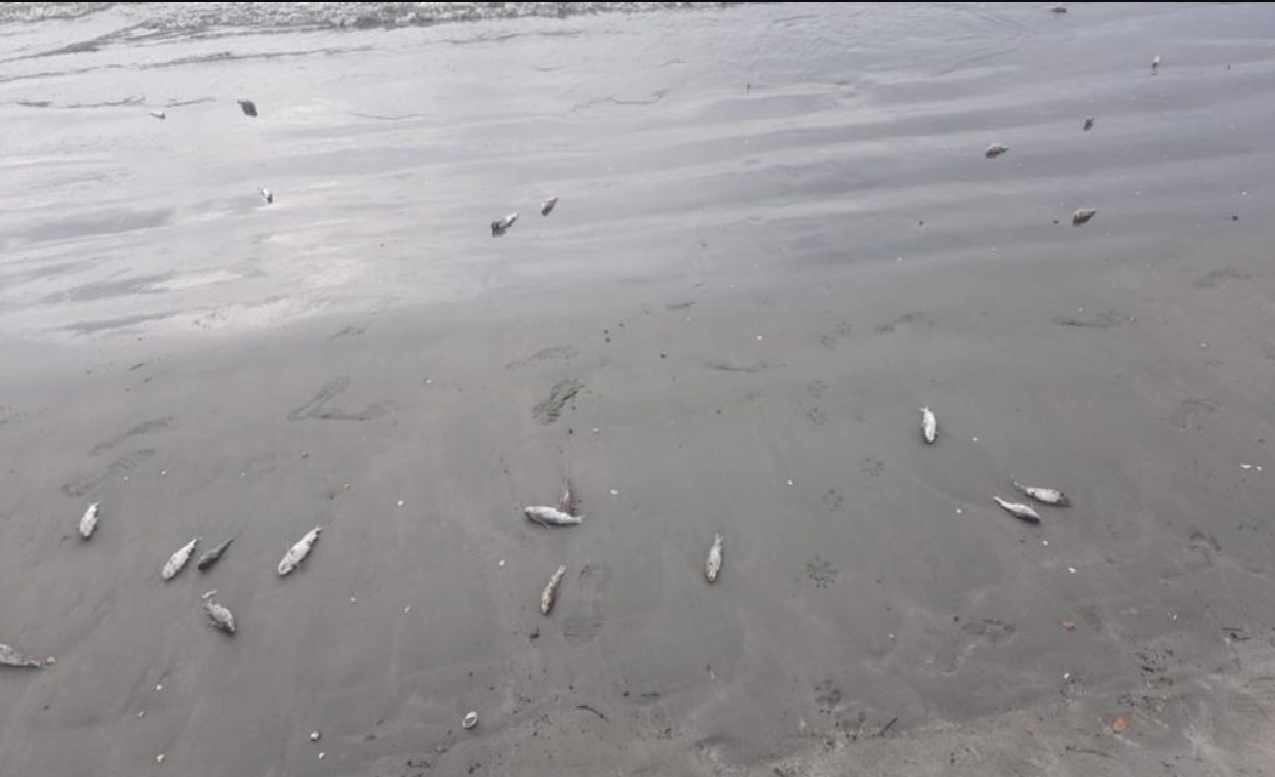 centenas-de-peixes-encontrados-mortos-na-praia-do-indaia-em-caraguatatuba