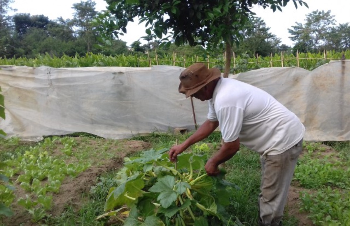 ubatuba-aumenta-aquisicao-de-alimentos-da-agricultura-familiar-para-escolas-municipais
