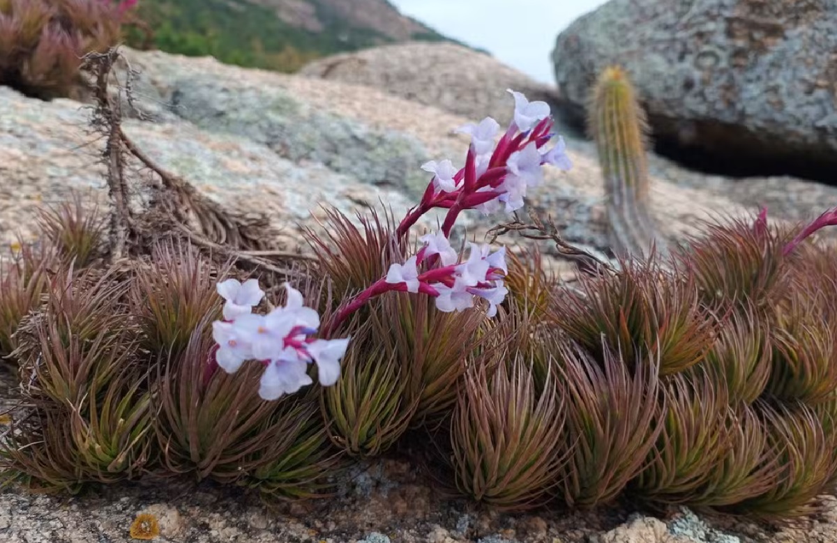 nova-especie-de-bromelia-e-descoberta-no-arquipelago-de-alcatrazes-sp