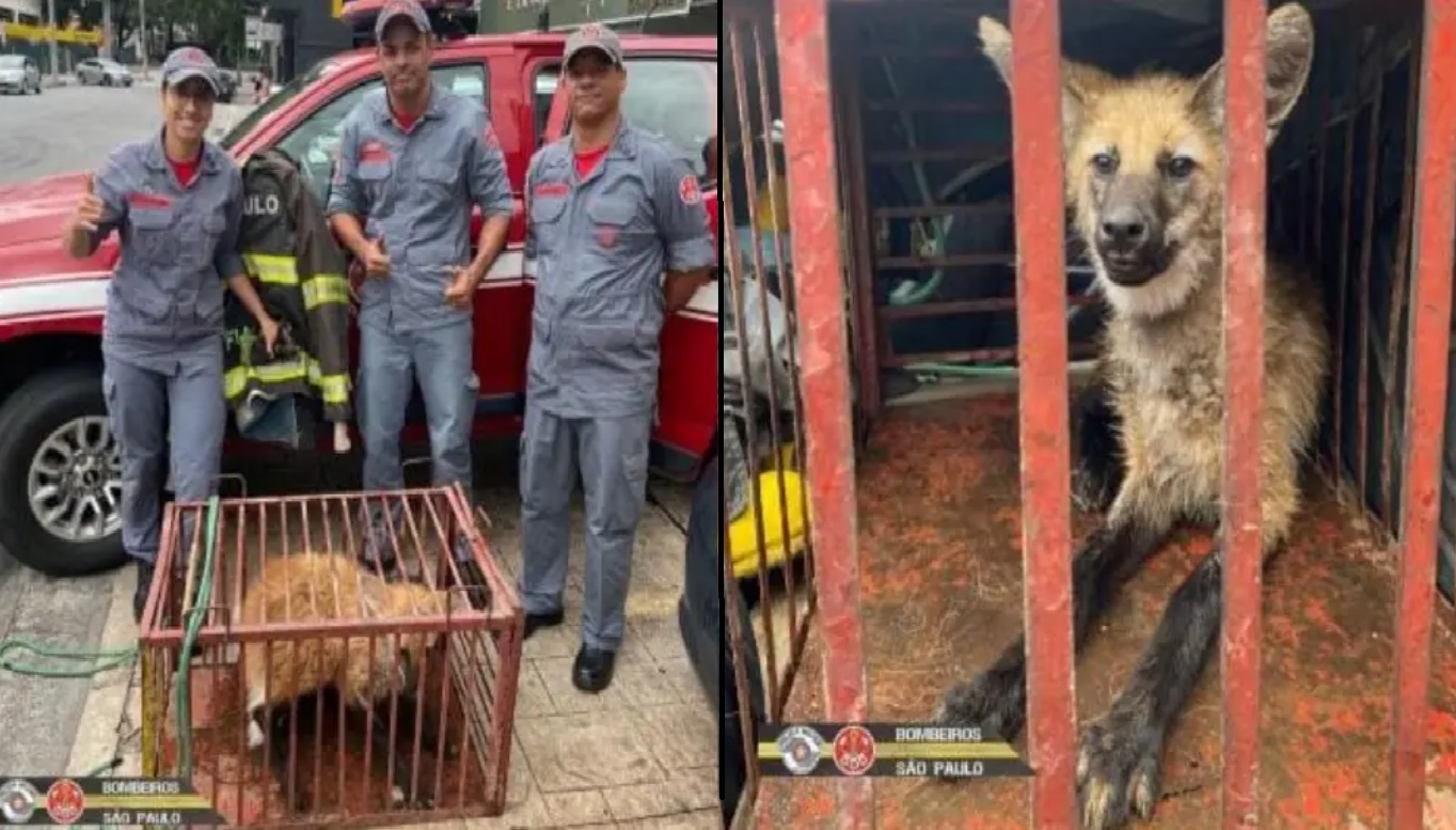 lobo-guara-surpreende-sao-jose-dos-campos-e-acaba-no-resgate-dos-bombeiros