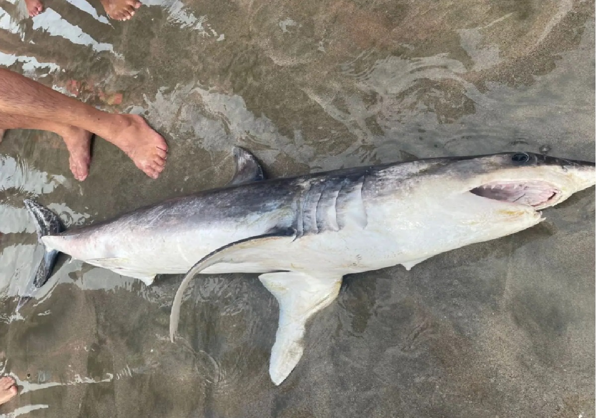 tubarao-encontrado-morto-na-praia-do-guaeca-em-sao-sebastiao