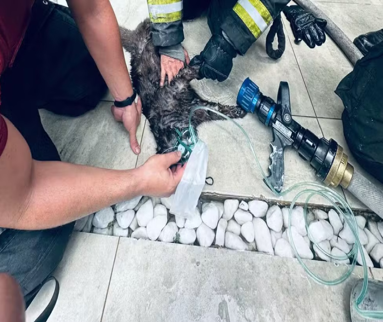 bombeiros-reanimam-gato-com-mascara-de-oxigenio-apos-resgate-em-incendio