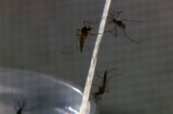 jacarei-confirma-segunda-morte-por-dengue-em-2025-e-reforca-alerta