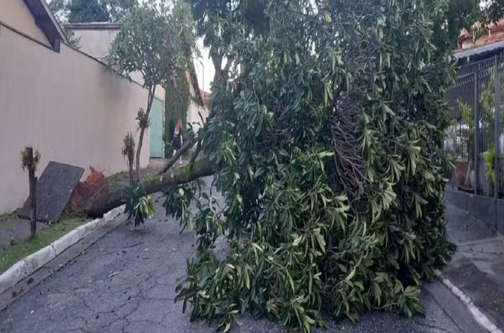 temporal-em-sao-jose-dos-campos-causa-queda-de-arvores-e-deixa-moradores-sem-luz-e-agua