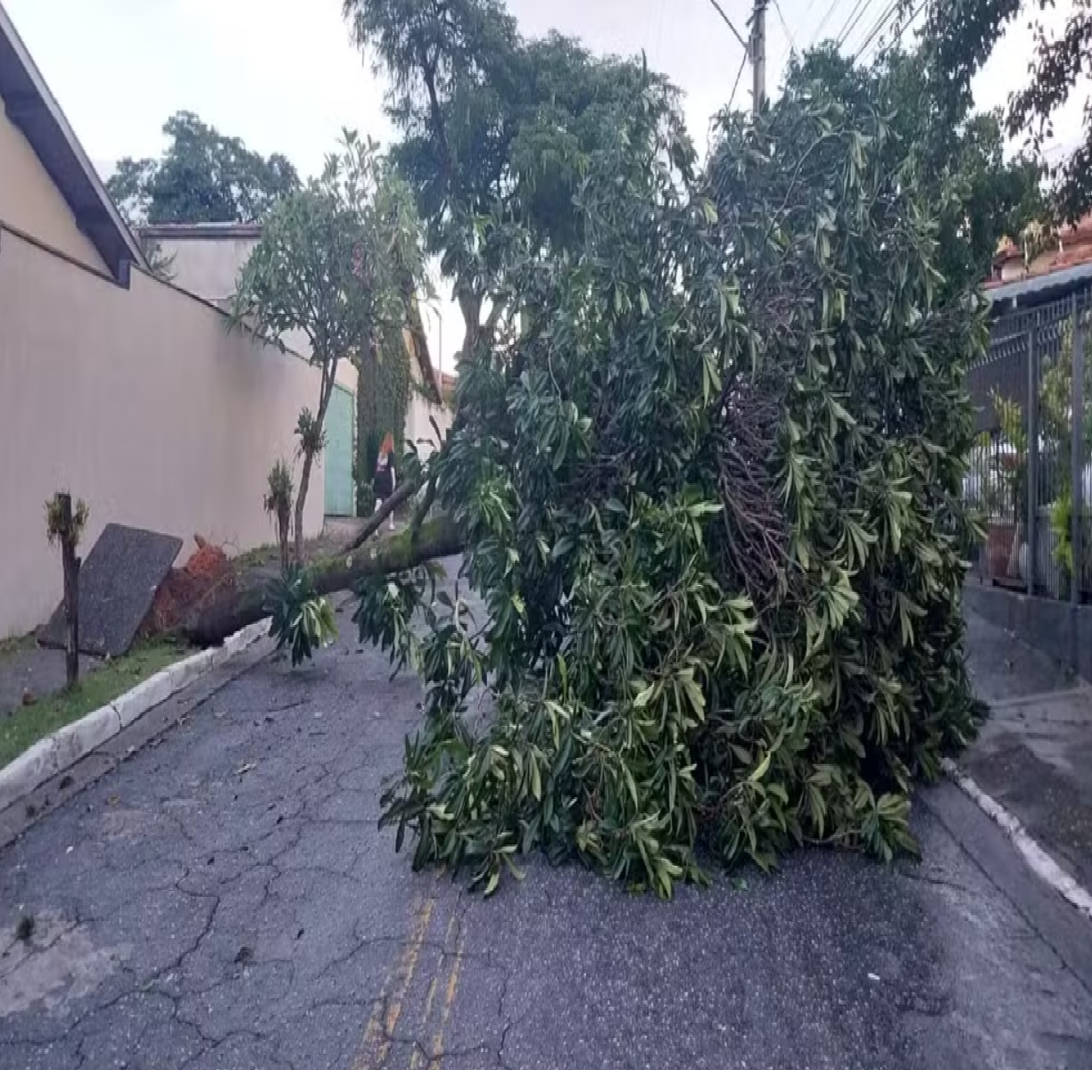 temporal-em-sao-jose-dos-campos-causa-queda-de-arvores-e-deixa-moradores-sem-luz-e-agua