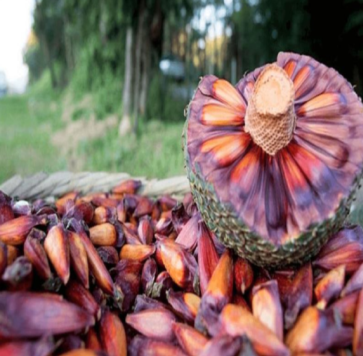 campos-do-jordao-se-prepara-para-a-59a-festa-do-pinhao-no-mercado-municipal