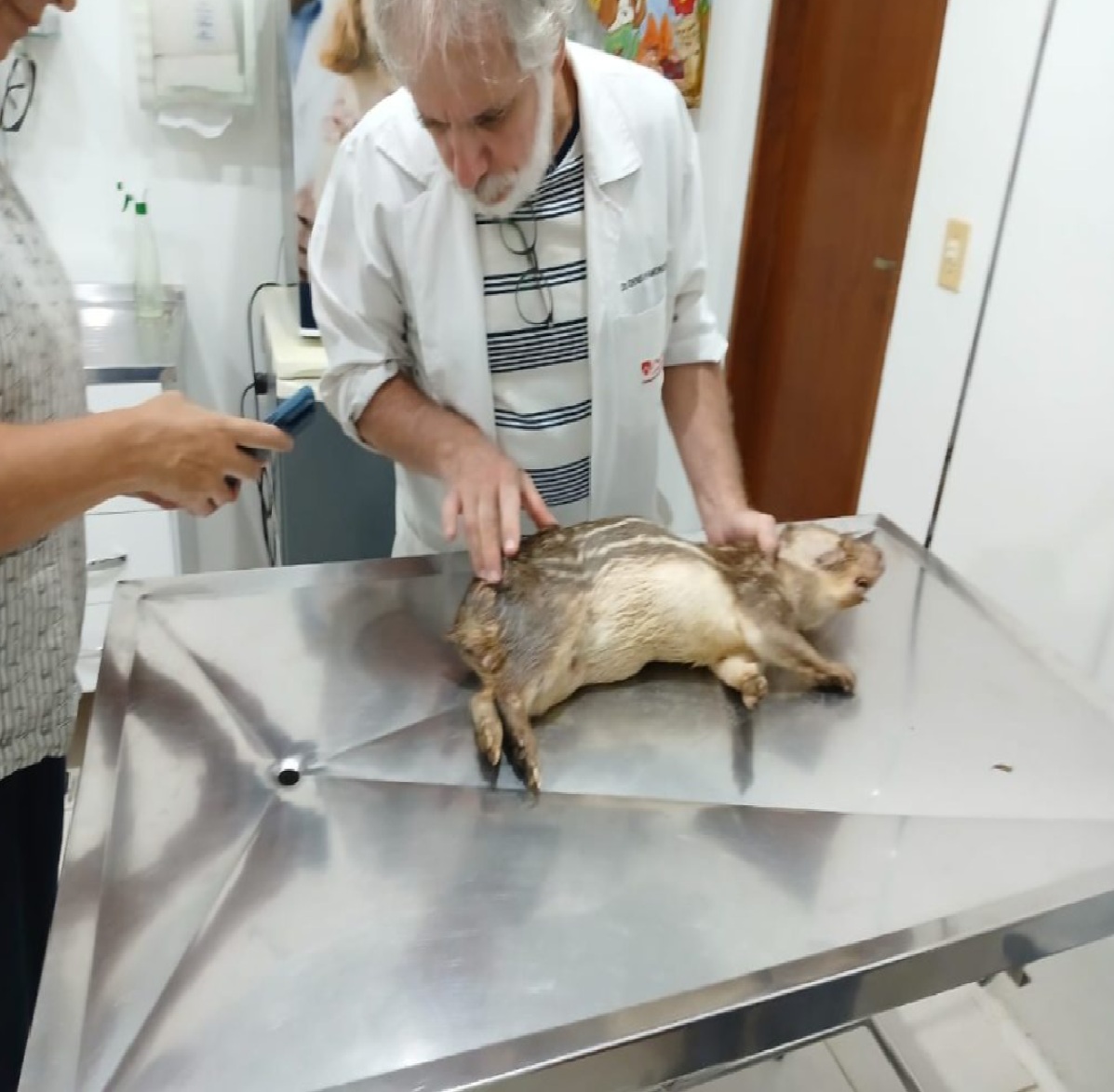 corpo-de-bombeiros-resgata-paca-ferida-em-ilhabela