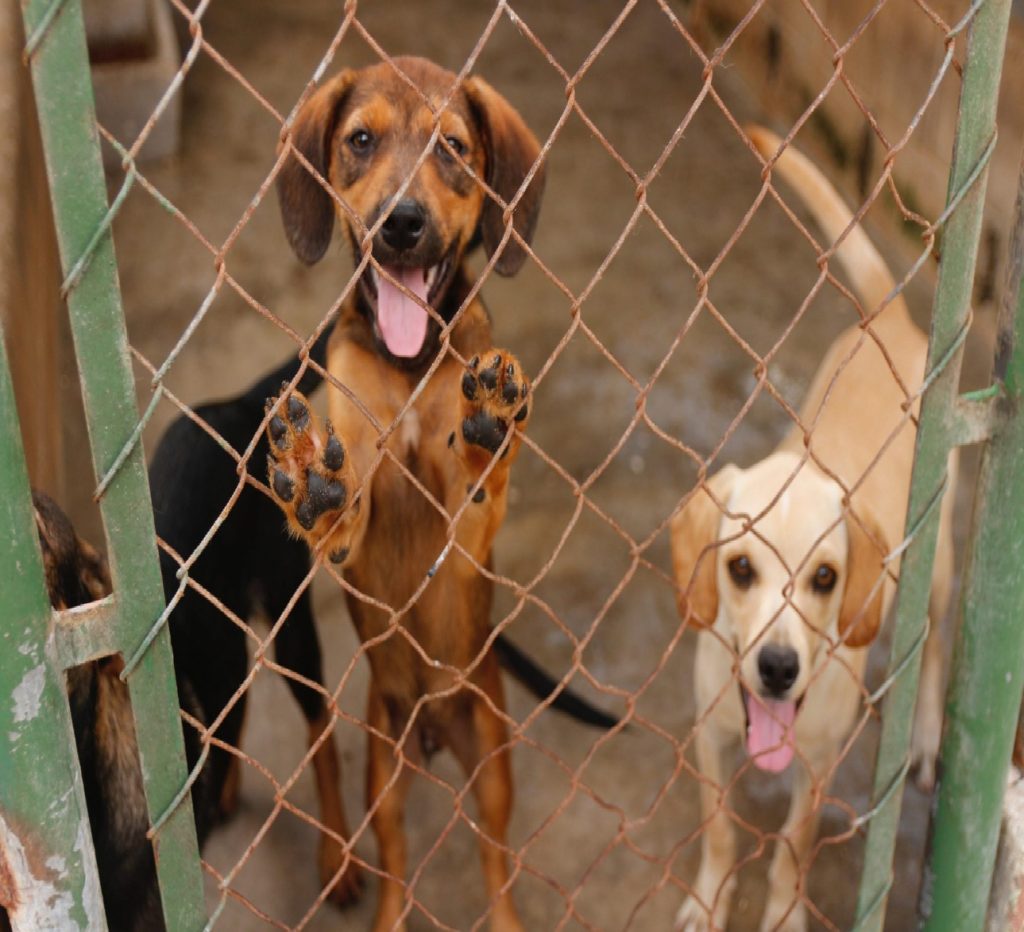 feiras-de-adocao-de-caes-e-gatos-acontecem-neste-fim-de-semana-em-taubate
