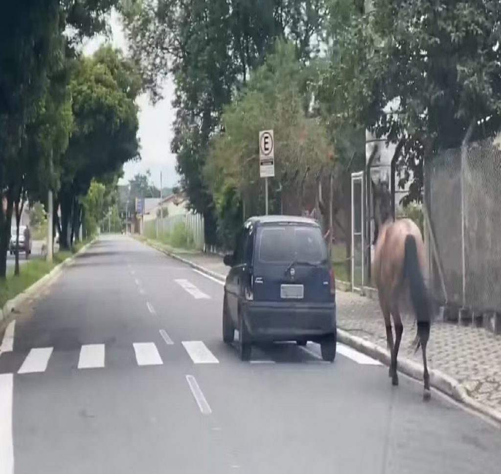 motorista-e-multado-por-puxar-cavalo-amarrado-em-corda-em-cacapava
