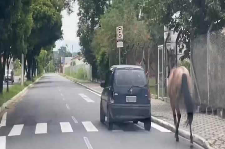 motorista-e-multado-por-puxar-cavalo-amarrado-em-corda-em-cacapava