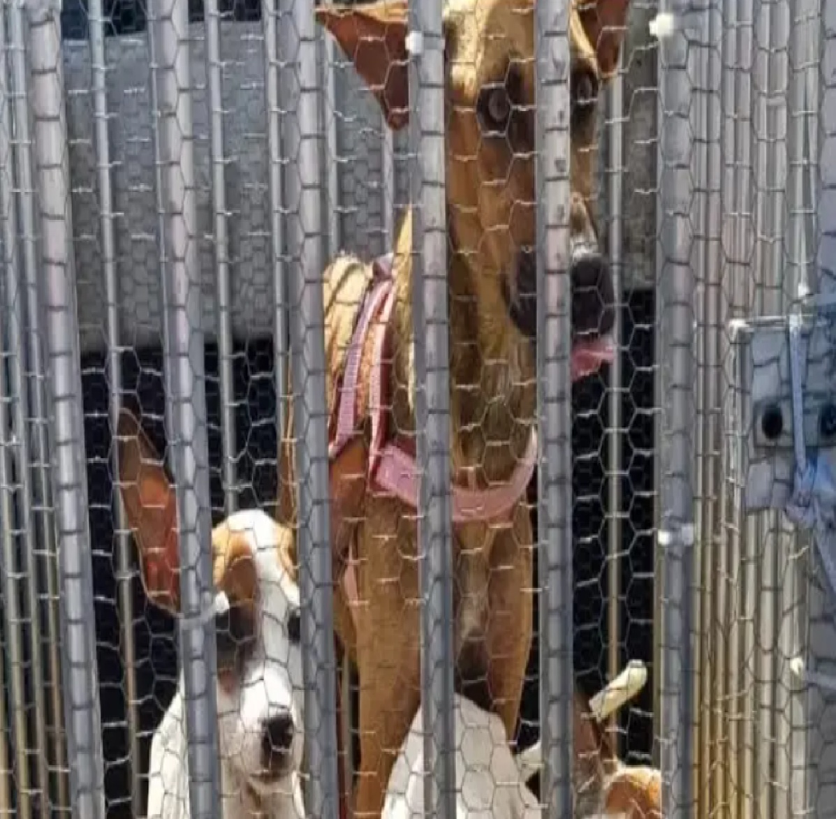 multa-de-r-33-mil-e-aplicada-a-casal-por-maus-tratos-a-caes-em-pindamonhangaba