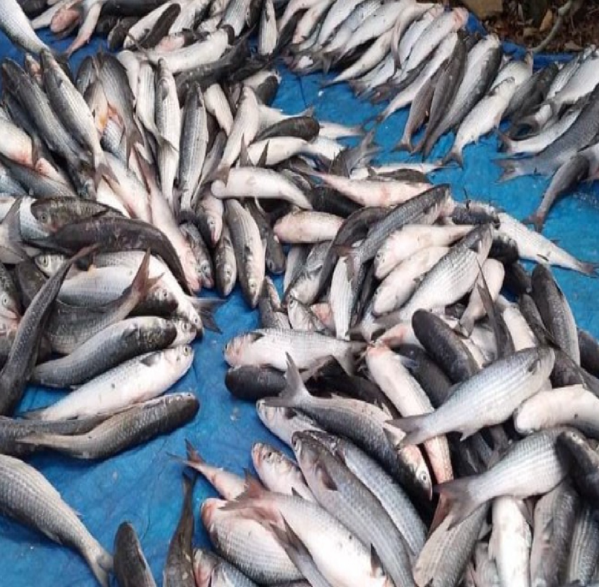 prefeitura-de-sao-sebastiao-informa-pescadores-sobre-novas-regras-para-a-pesca-da-tainha-em-2025
