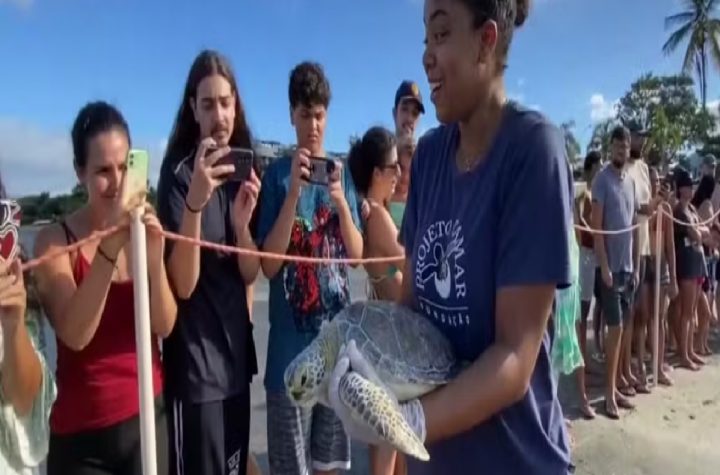 tartaruga-resgatada-com-anzois-e-devolvida-ao-mar-apos-dois-meses-de-tratamento-em-ubatuba