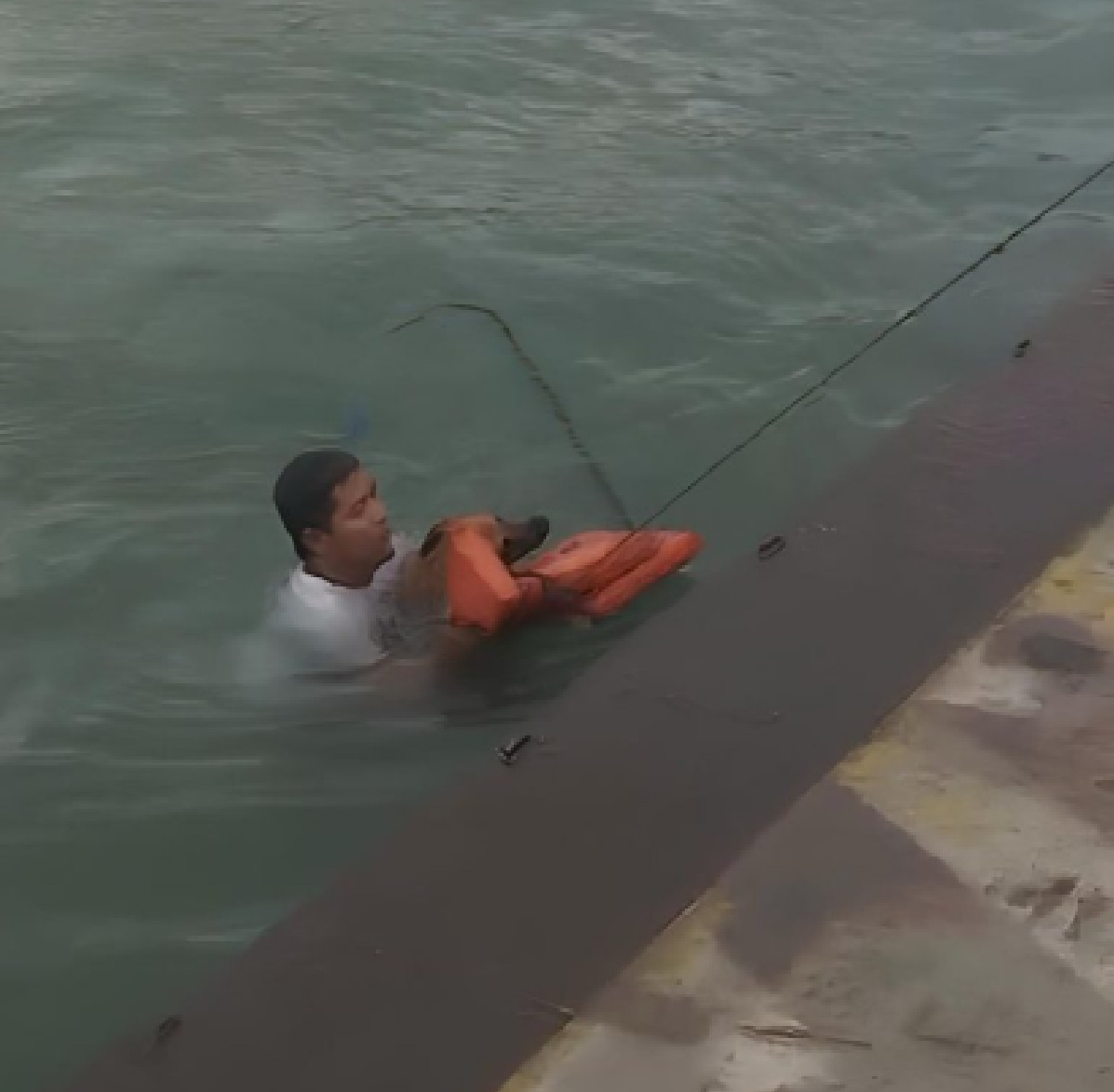 cao-e-salvo-por-tripulacao-de-balsa-apos-ser-encontrado-no-mar-em-ilhabela