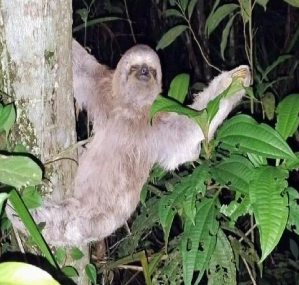 corpo-de-bombeiros-resgata-bicho-preguica-em-situacao-de-risco-e-realiza-soltura-em-area-segura-de-caraguatatuba