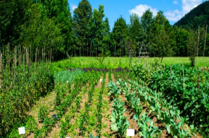programa-paulista-de-agricultura-abre-credenciamento-para-produtores-do-vale-do-paraiba