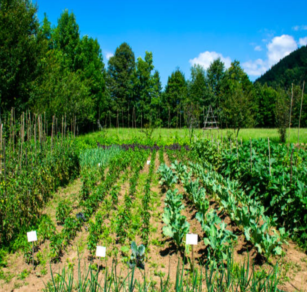 programa-paulista-de-agricultura-abre-credenciamento-para-produtores-do-vale-do-paraiba