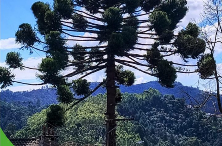 protegidas-por-lei-araucarias-seguem-como-simbolo-de-campos-do-jordao