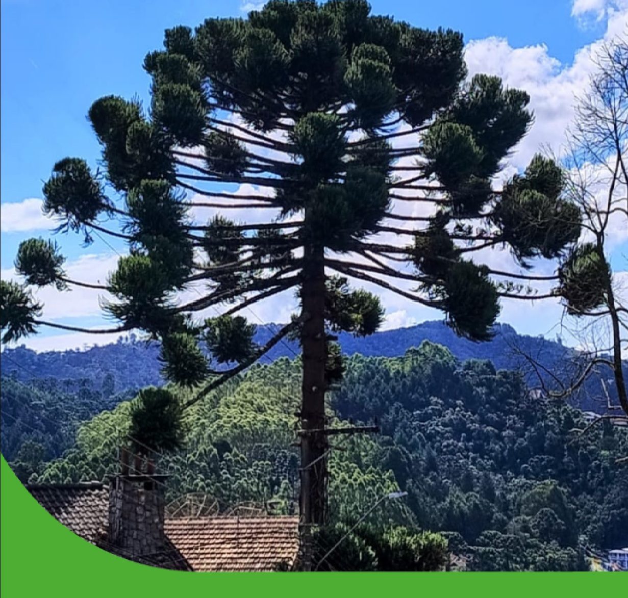 protegidas-por-lei-araucarias-seguem-como-simbolo-de-campos-do-jordao