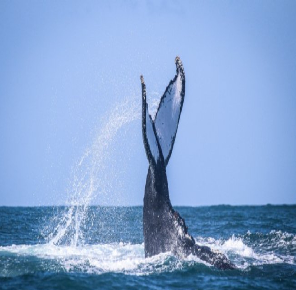 sao-sebastiao-recebe-centenas-de-baleias-jubarte-e-se-destaca-no-turismo-sustentavel