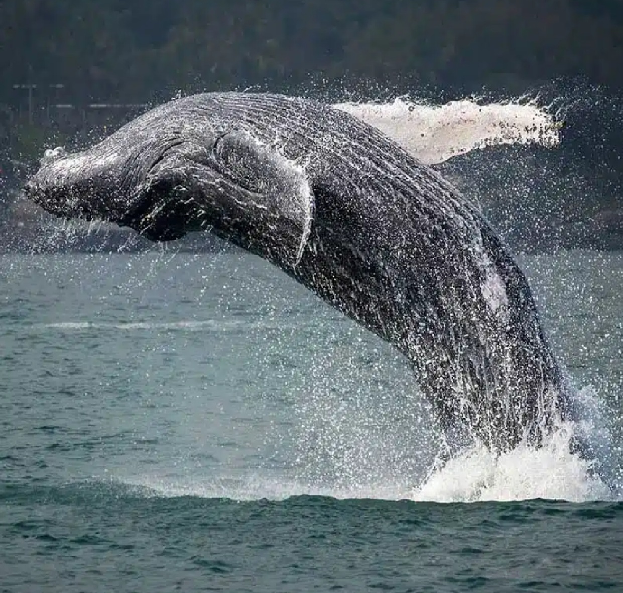 5-melhores-lugares-para-ver-baleias-em-ilhabela-temporada-vai-ate-agosto
