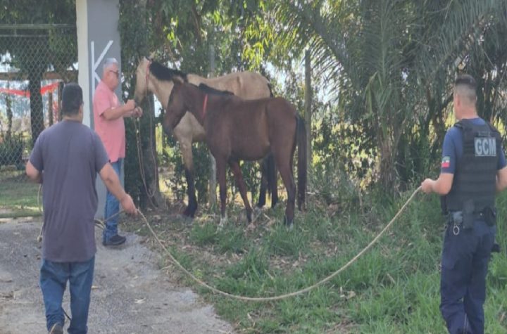 cepatas-recupera-nove-dos-dez-cavalos-desaparecidos-com-apoio-da-gcm-e-policia-civil-em-pinda