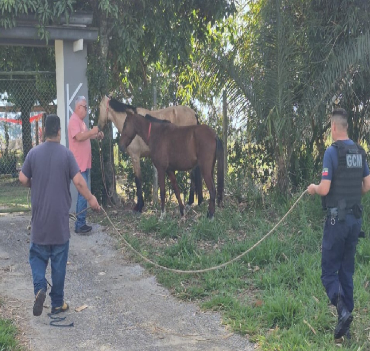 cepatas-recupera-nove-dos-dez-cavalos-desaparecidos-com-apoio-da-gcm-e-policia-civil-em-pinda