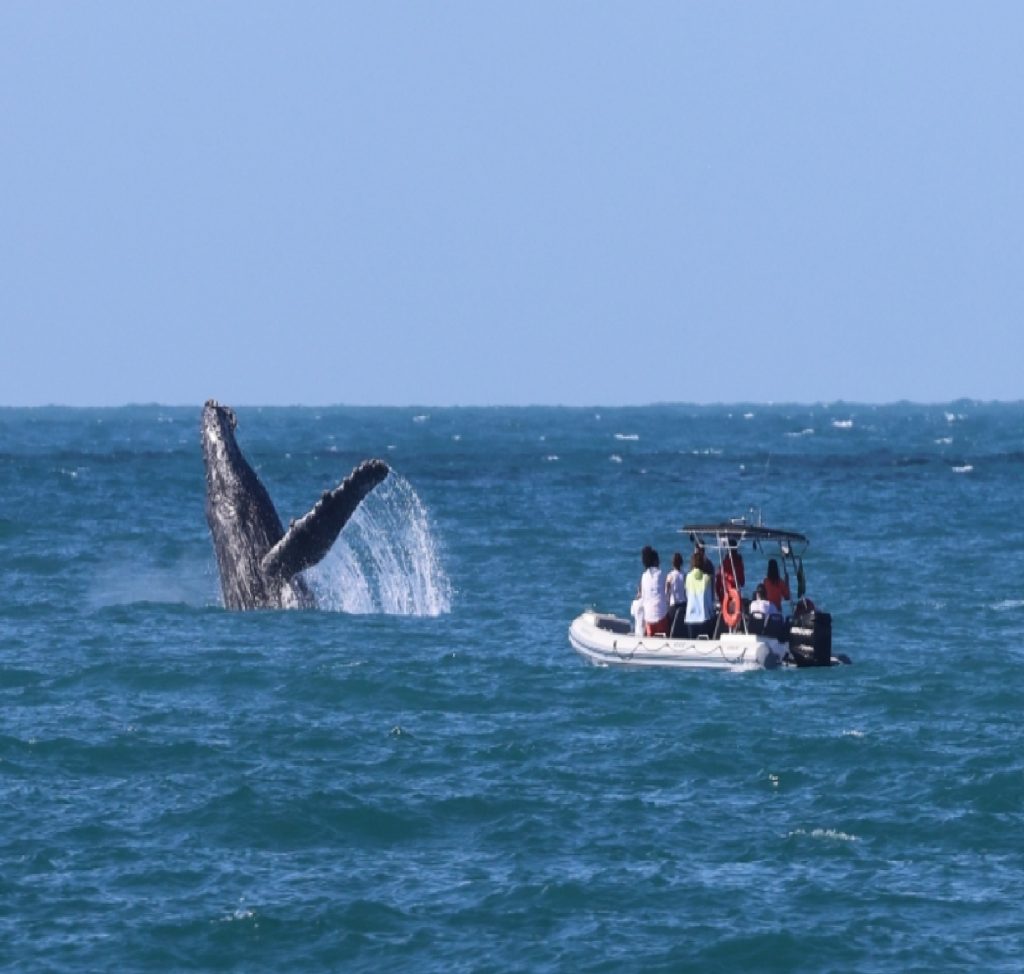 ilhabela-da-inicio-a-temporada-de-observacao-de-baleias-e-golfinhos-com-foco-em-turismo-sustentavel