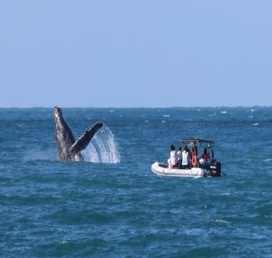 ilhabela-da-inicio-a-temporada-de-observacao-de-baleias-e-golfinhos-com-foco-em-turismo-sustentavel