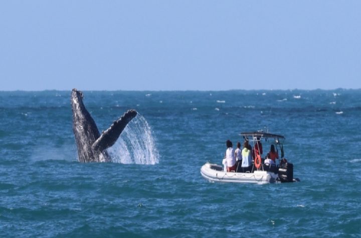 ilhabela-da-inicio-a-temporada-de-observacao-de-baleias-e-golfinhos-com-foco-em-turismo-sustentavel