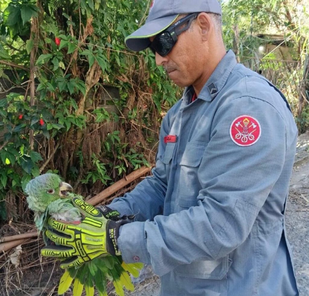 papagaio-preso-por-linha-de-pipa-e-resgatado-por-bombeiros-em-arvore-de-sao-sebastiao