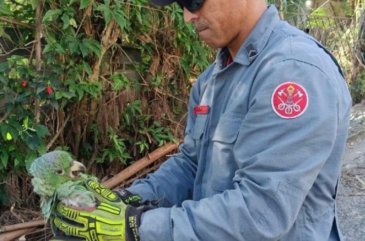 papagaio-preso-por-linha-de-pipa-e-resgatado-por-bombeiros-em-arvore-de-sao-sebastiao