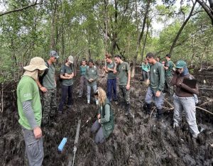 estudo-inedito-vai-avaliar-estoques-de-carbono-dos-manguezais-no-litoral-norte-e-em-todo-o-litoral-paulista