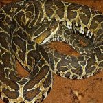 homem-morre-apos-picada-de-cobra-no-bairro-mirante-do-itatinga-em-sao-sebastiao