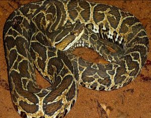 homem-morre-apos-picada-de-cobra-no-bairro-mirante-do-itatinga-em-sao-sebastiao