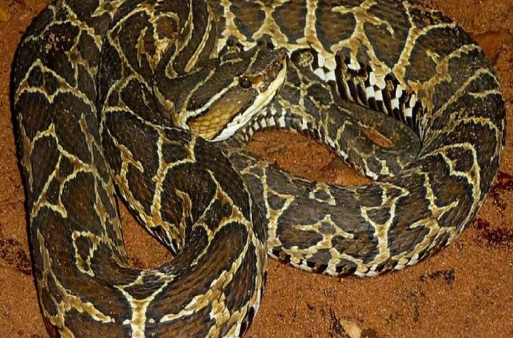 homem-morre-apos-picada-de-cobra-no-bairro-mirante-do-itatinga-em-sao-sebastiao
