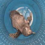 pinguim-e-resgatado-por-bombeiros-na-praia-das-palmeiras-em-caraguatatuba