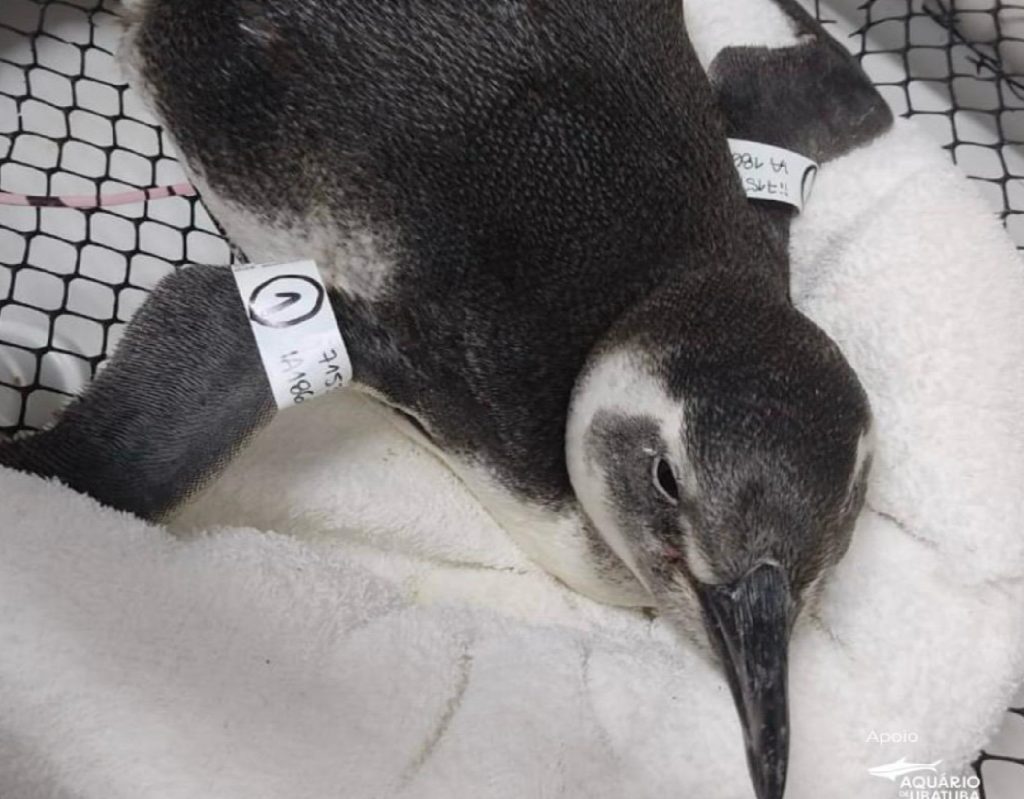 pinguins-sofrem-com-migracao-no-litoral-norte-mortes-preocupam-biologos