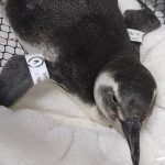 pinguins-sofrem-com-migracao-no-litoral-norte-mortes-preocupam-biologos