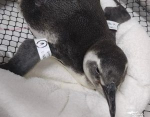 pinguins-sofrem-com-migracao-no-litoral-norte-mortes-preocupam-biologos