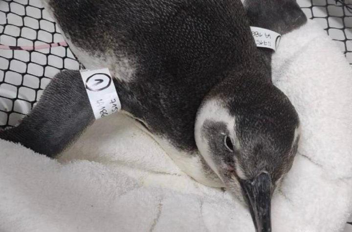 pinguins-sofrem-com-migracao-no-litoral-norte-mortes-preocupam-biologos