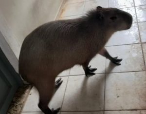 policia-ambiental-apreende-capivara-criada-como-pet-em-sao-jose-dos-campos-tutor-e-multado