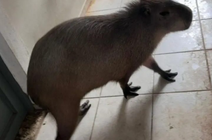 policia-ambiental-apreende-capivara-criada-como-pet-em-sao-jose-dos-campos-tutor-e-multado