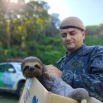 policia-ambiental-resgata-bicho-preguica-em-residencia-de-caraguatatuba