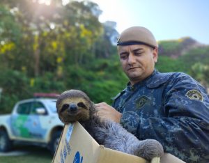 policia-ambiental-resgata-bicho-preguica-em-residencia-de-caraguatatuba