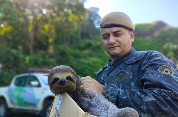 policia-ambiental-resgata-bicho-preguica-em-residencia-de-caraguatatuba