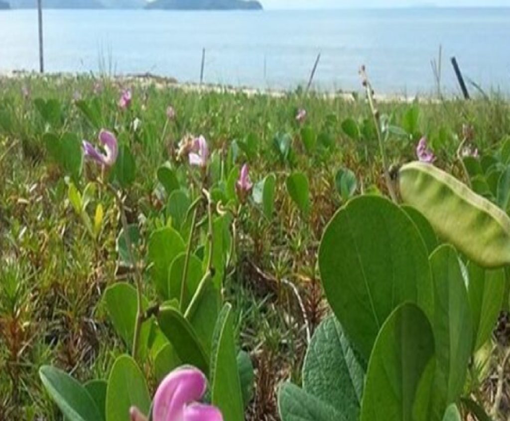 caraguatatuba-inicia-recuperacao-do-jundu-para-proteger-praias-e-biodiversidade