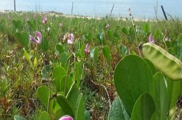 caraguatatuba-inicia-recuperacao-do-jundu-para-proteger-praias-e-biodiversidade