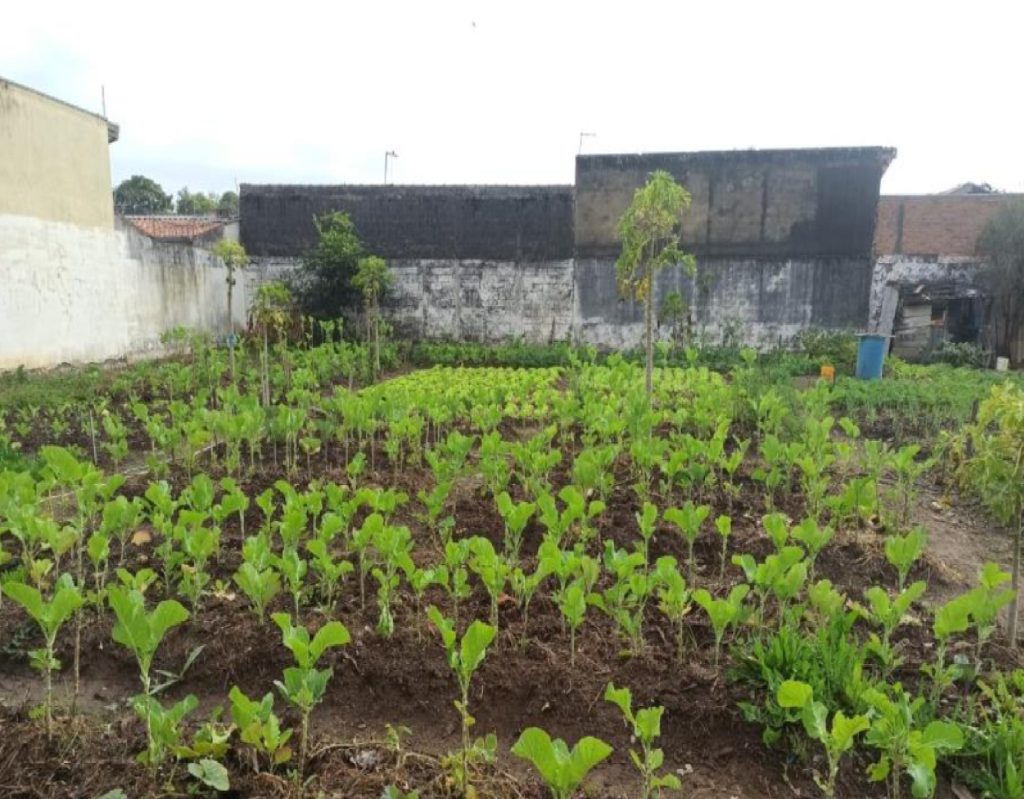 horta-e-pomar-comunitarios-de-tremembe-distribuem-hortalicas-frescas-para-a-populacao